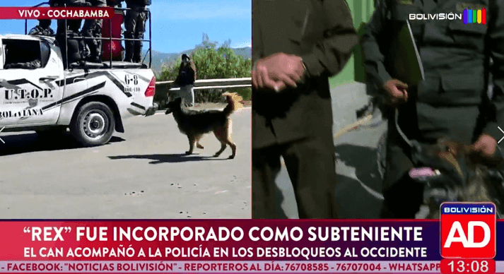 Fotografía de  Rex fue incorporado como subteniente; acompañó a policías durante los bloqueos en el occidente de Cochabamba