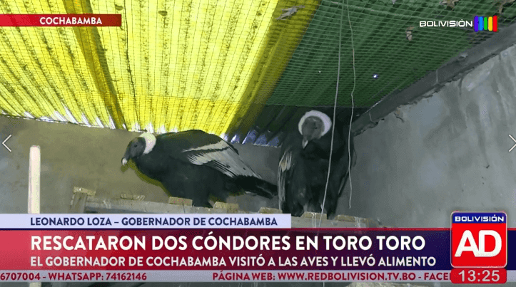 Fotografía de Rescatan dos cóndores en Toro Toro