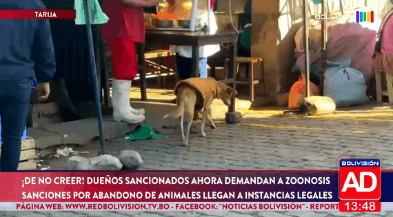 Fotografía de Dueños sancionados por abandono de animales demandaron a Zoonosis en Tarija