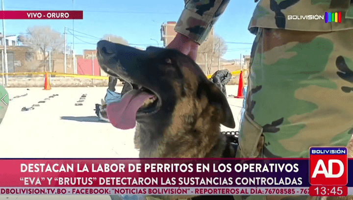 Fotografía de  Destacaron la labor de “Eva” y “Brutus” en la lucha contra el narcotráfico