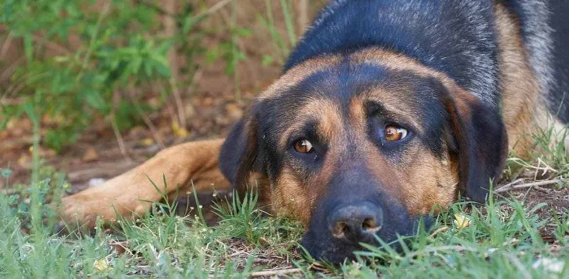 Fotografía de Brasil endurece las penas por maltrato animal con la Ley Sansão: hasta cinco años de prisión para agresores