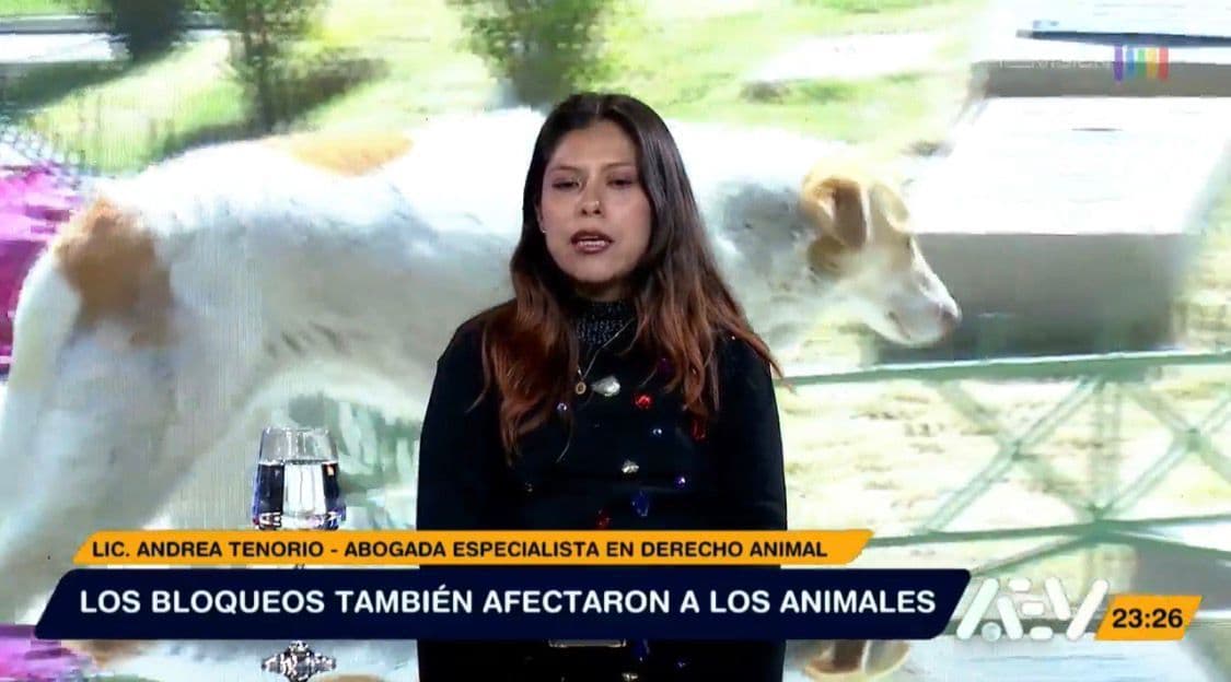 Fotografía de Un evento solidario busca llenar los platos vacíos de los peluditos que viven en las calles