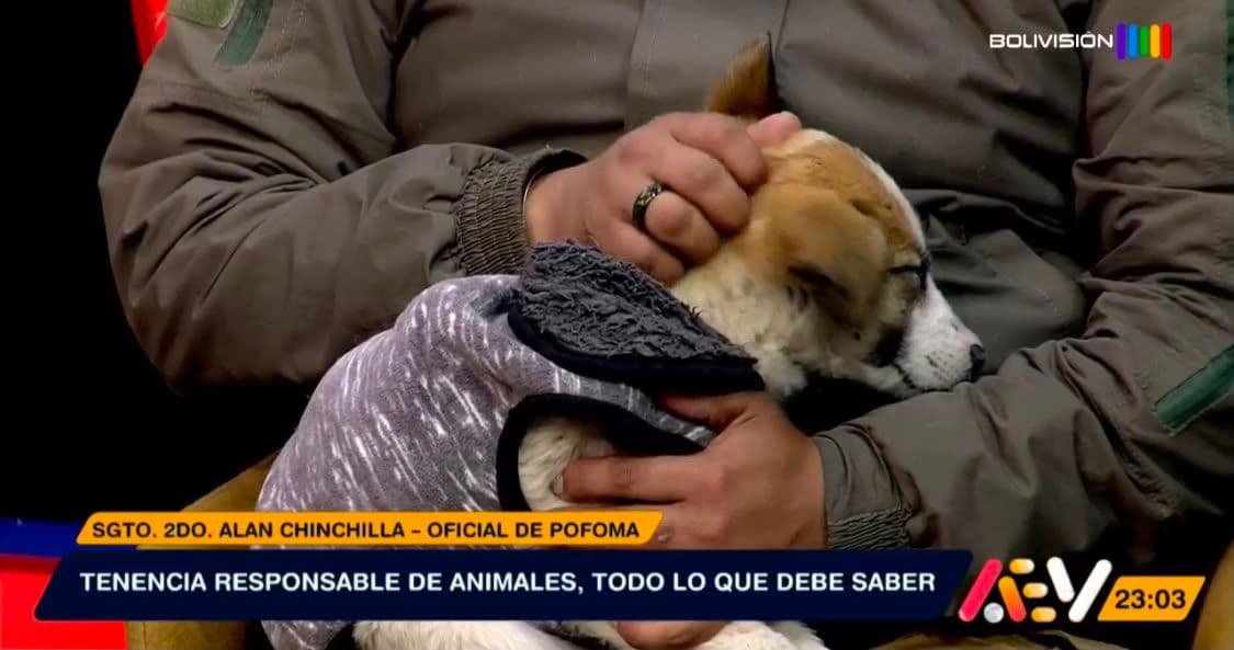 Fotografía de Tenencia responsable de mascotas: las claves para cuidar y proteger a los animales