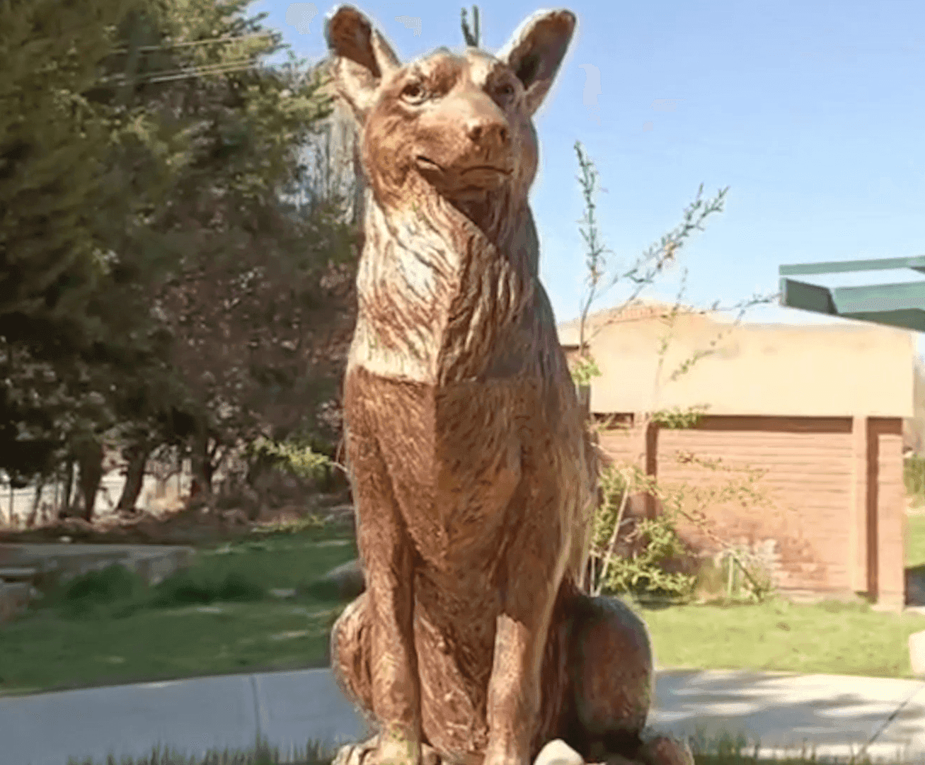 Fotografía de Piedrita: la perrita que marcó el corazón de una universidad