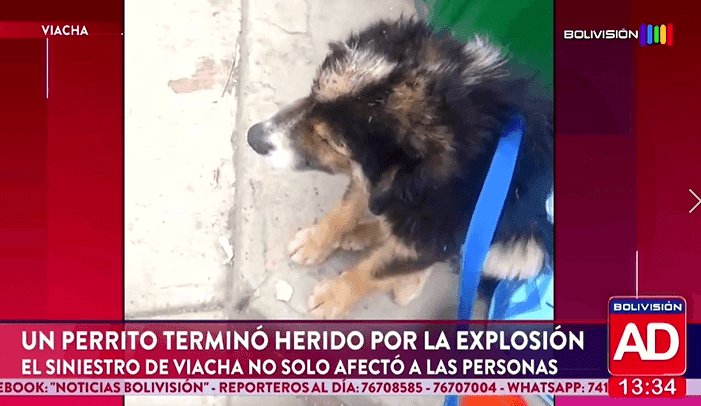 Fotografía de Un perrito también resultó herido tras la explosión en Viacha