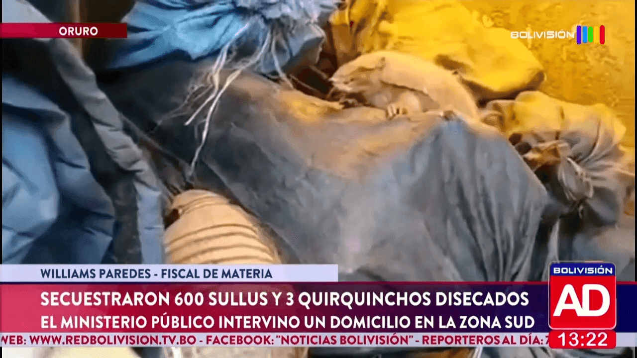 Fotografía de Secuestraron 600 sullus y tres quirquinchos en Oruro