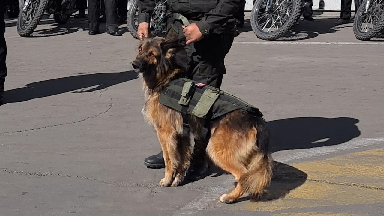 Fotografía de De callejero a oficial honorífico: Rex, el perro que se ganó un lugar en la Policía Boliviana