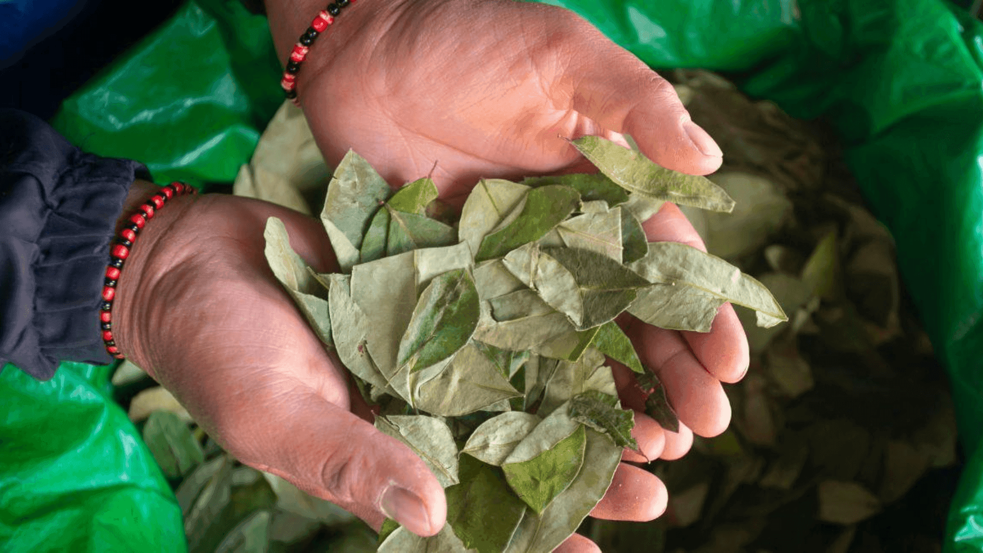 Fotografía de Cultivos de coca en Bolivia aumentaron 7 % en 2025, según la ONU