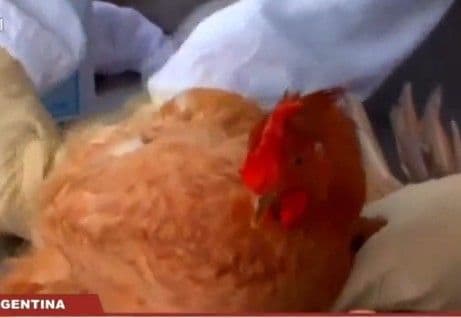 Fotografía de Confirman tercer foco de gripe aviar en Argentina