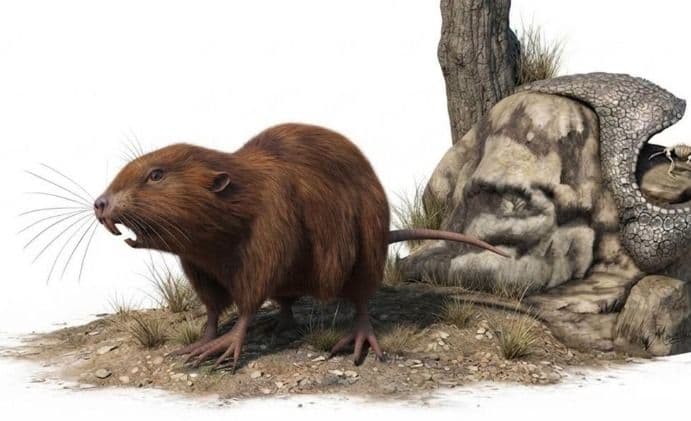 Descubren en Chuquisaca un fósil de uno de los roedores más antiguos