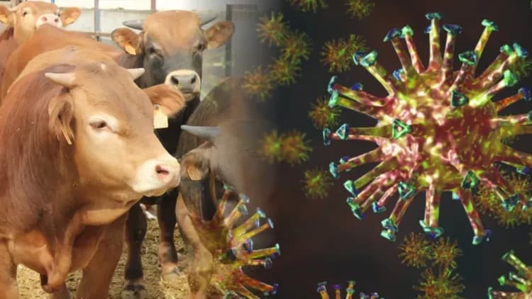 Un virus conocido por afectar al ganado fue detectado por primera vez en una persona en Franci