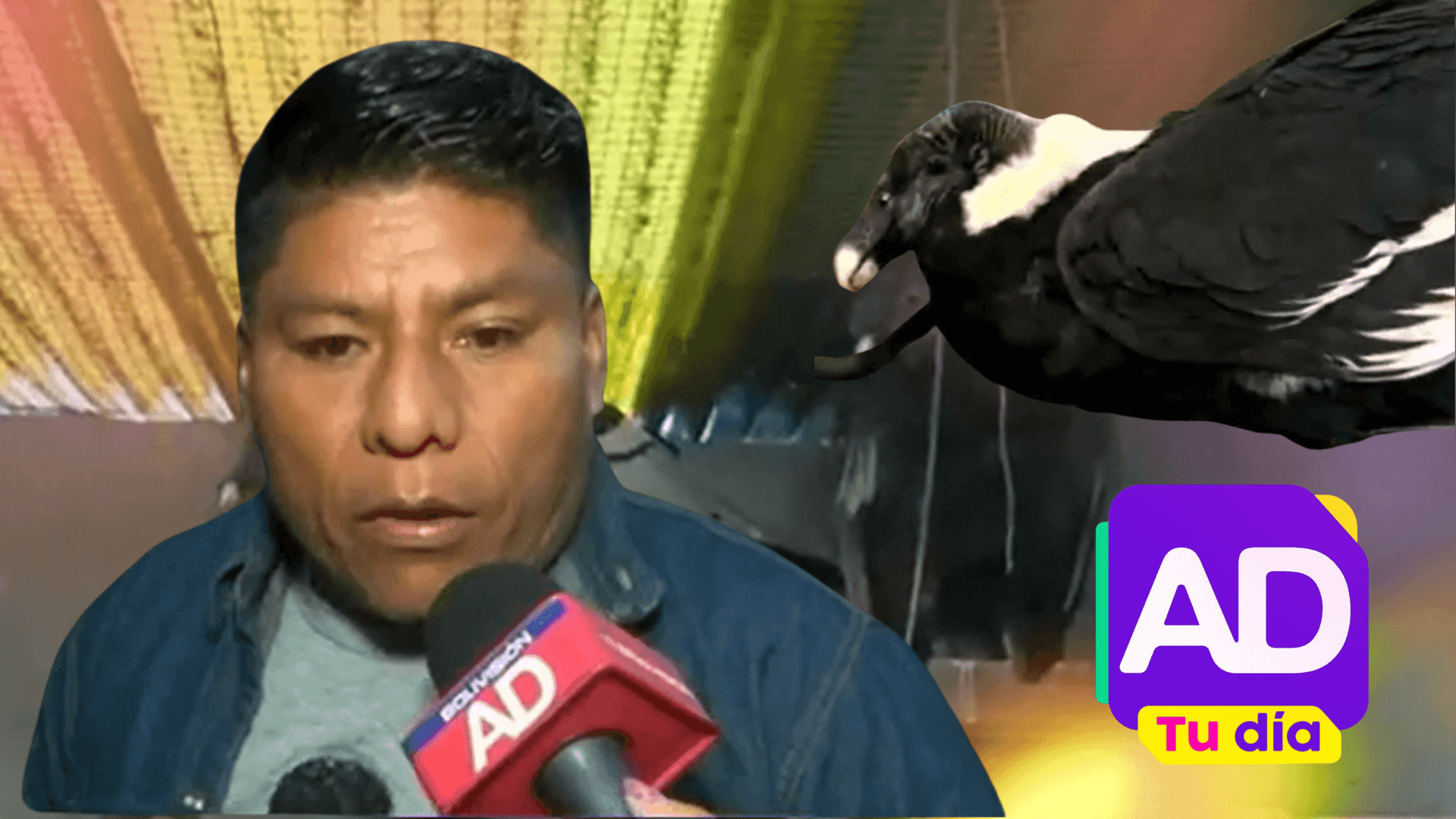 Fotografía de Rescatan a dos cóndores en estado crítico tras ingerir animales envenenados