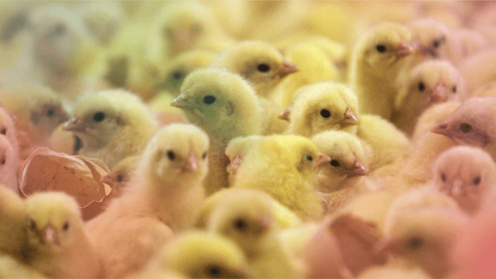 Fotografía de ¿Por qué podría subir el precio del pollo si ya terminaron los bloqueos?