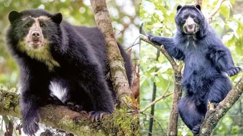 Suspenden audiencia y postergan juicio por la muerte de un oso jucumari