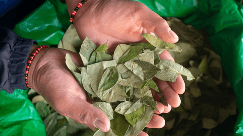 Cultivos de coca en Bolivia aumentaron 7 % en 2025, según la ONU