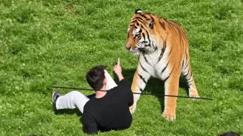 Jovwen fallece tras ser atacado por un tigre en Inglaterra